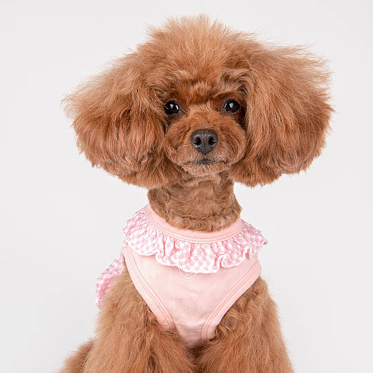 Lorene Köpek Kıyafeti - 9