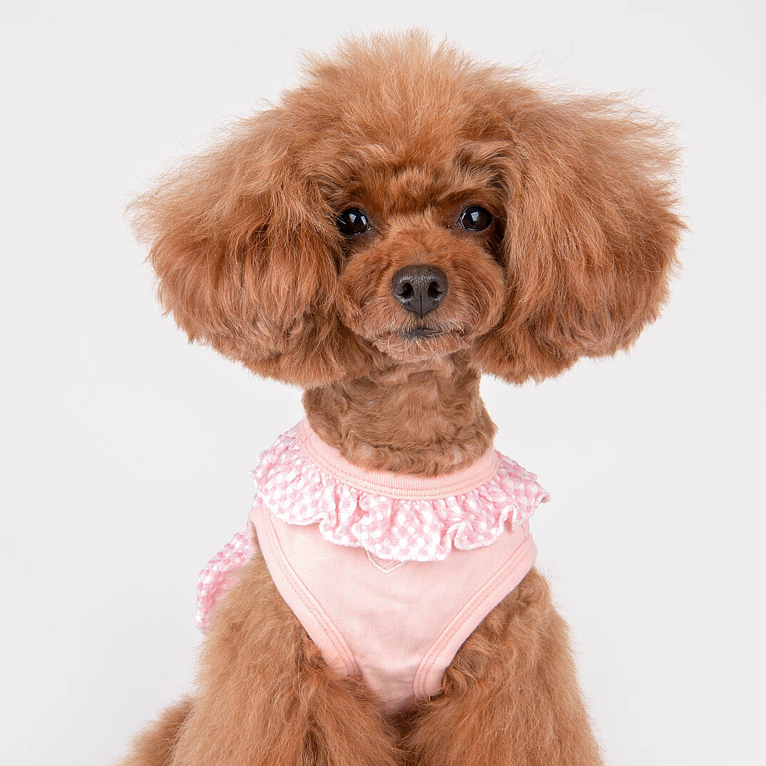 Lorene Köpek Kıyafeti - 9