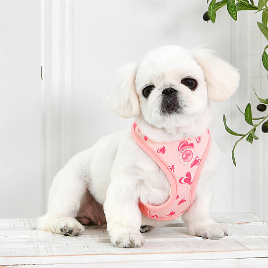 LOVEDAY HARNESS / INDIAN PINK - 6