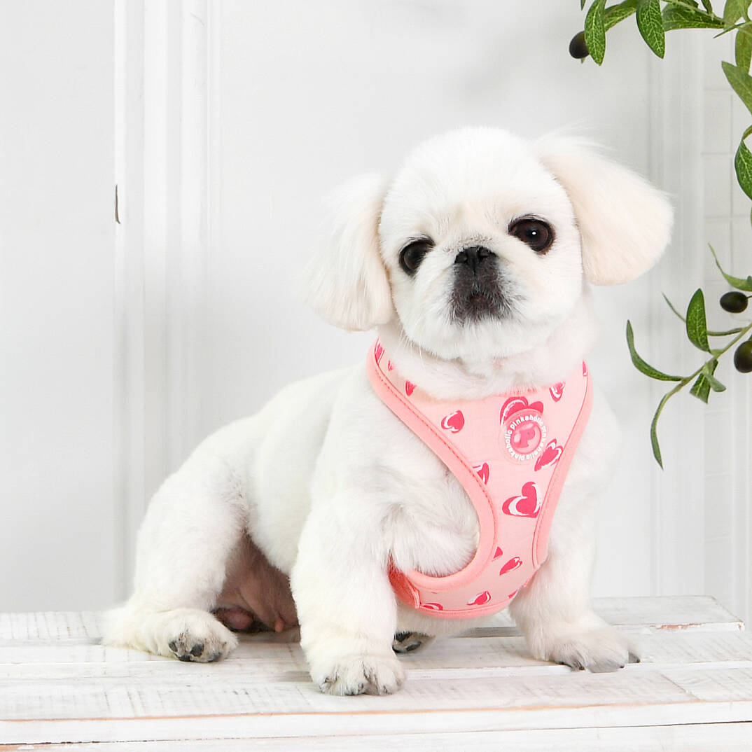 LOVEDAY HARNESS / INDIAN PINK - 6