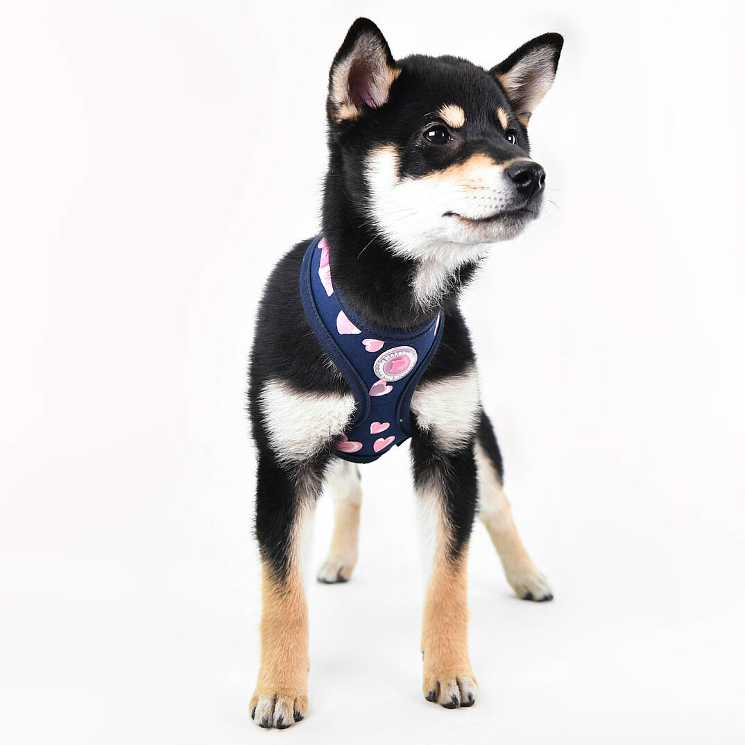 LOVEDAY HARNESS / NAVY - 6