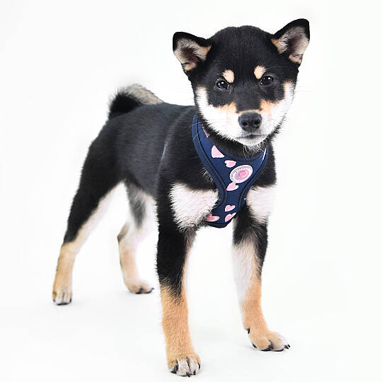 LOVEDAY HARNESS / NAVY - 7