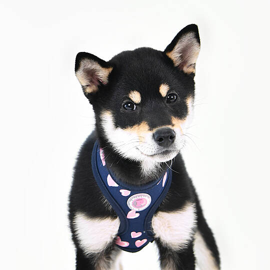 LOVEDAY HARNESS / NAVY - 8