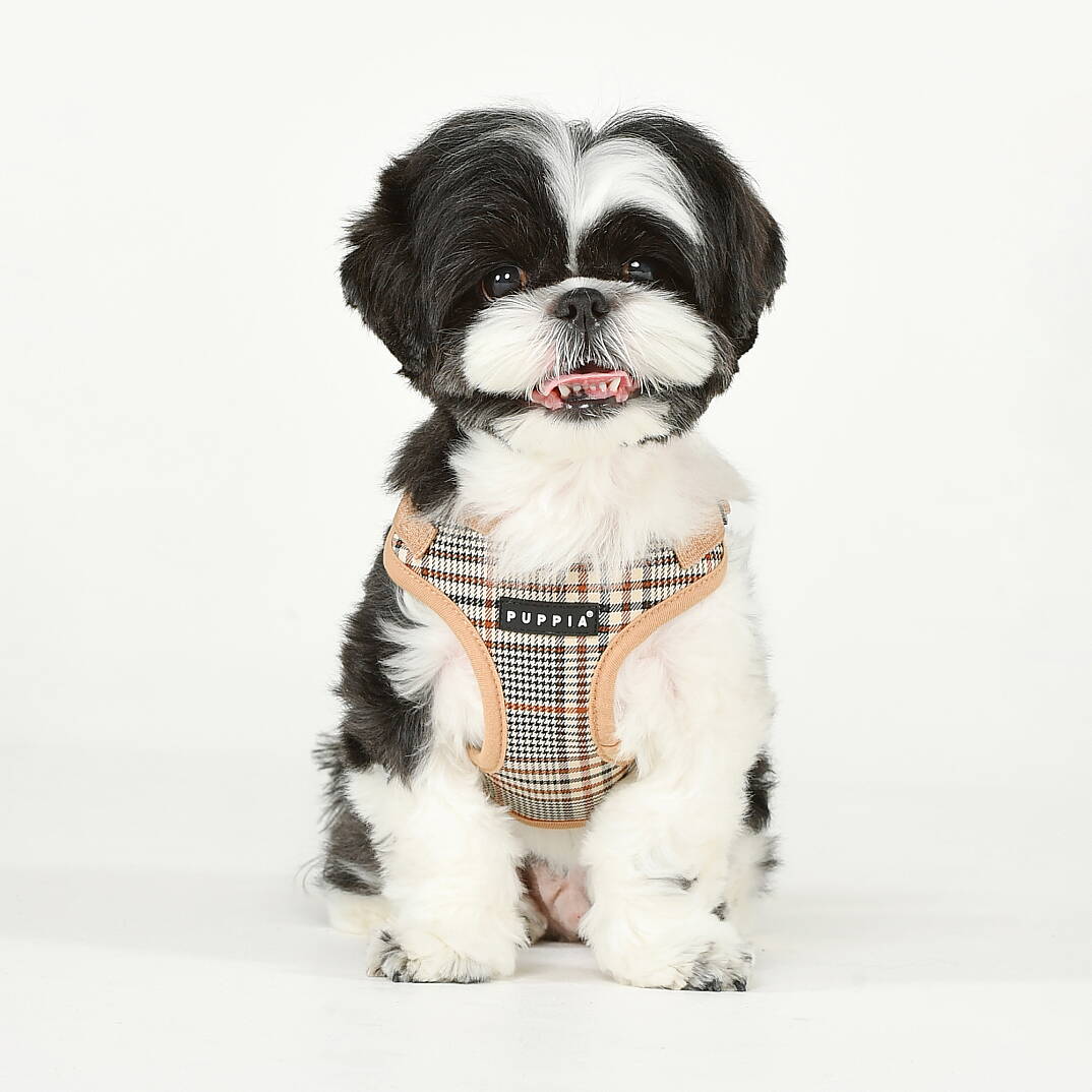 LUCAS HARNESS C / BEIGE - 5