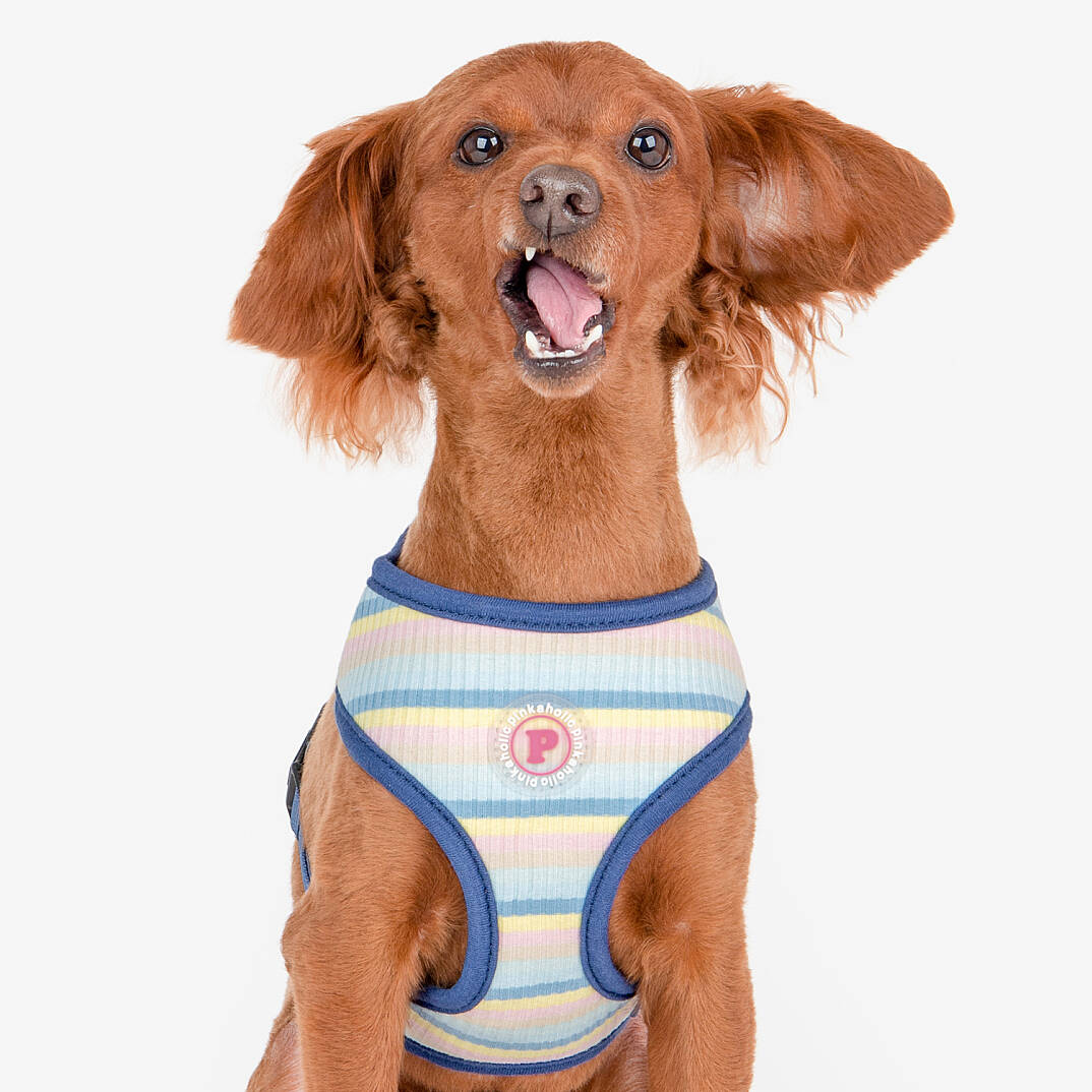 MAIRE HARNESS / BLUE - 9