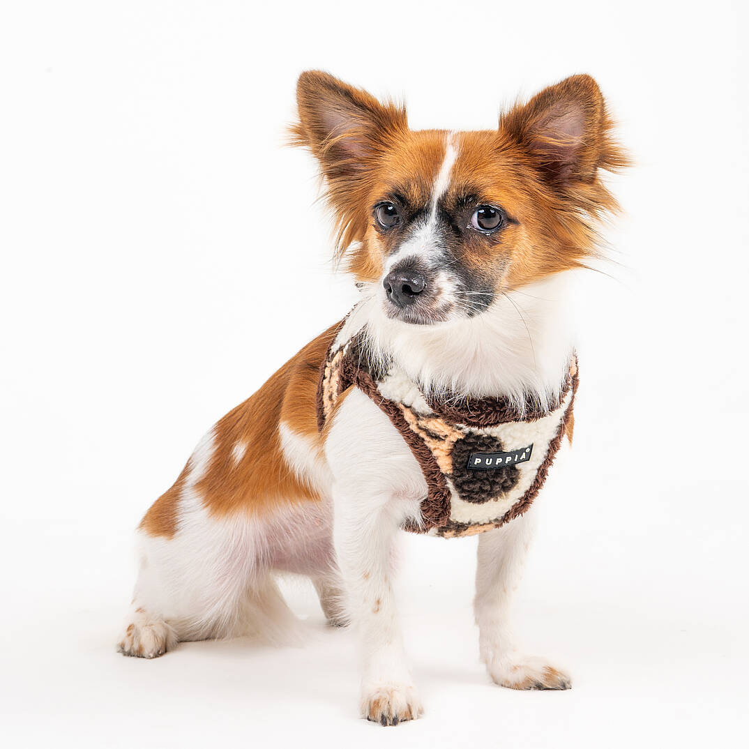 MAX HARNESS B / BEIGE - 6