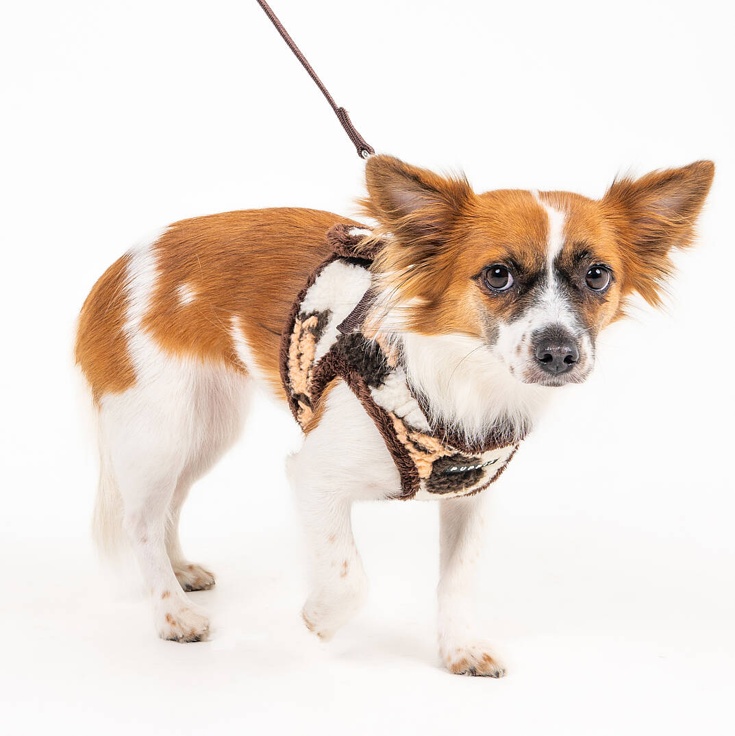 MAX HARNESS B / BEIGE - 7
