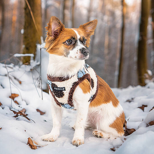 MAX HARNESS B / BLUE - 5