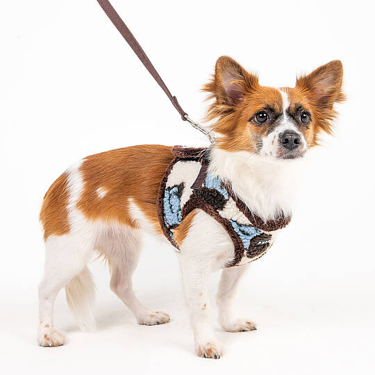 MAX HARNESS B / BLUE - 6