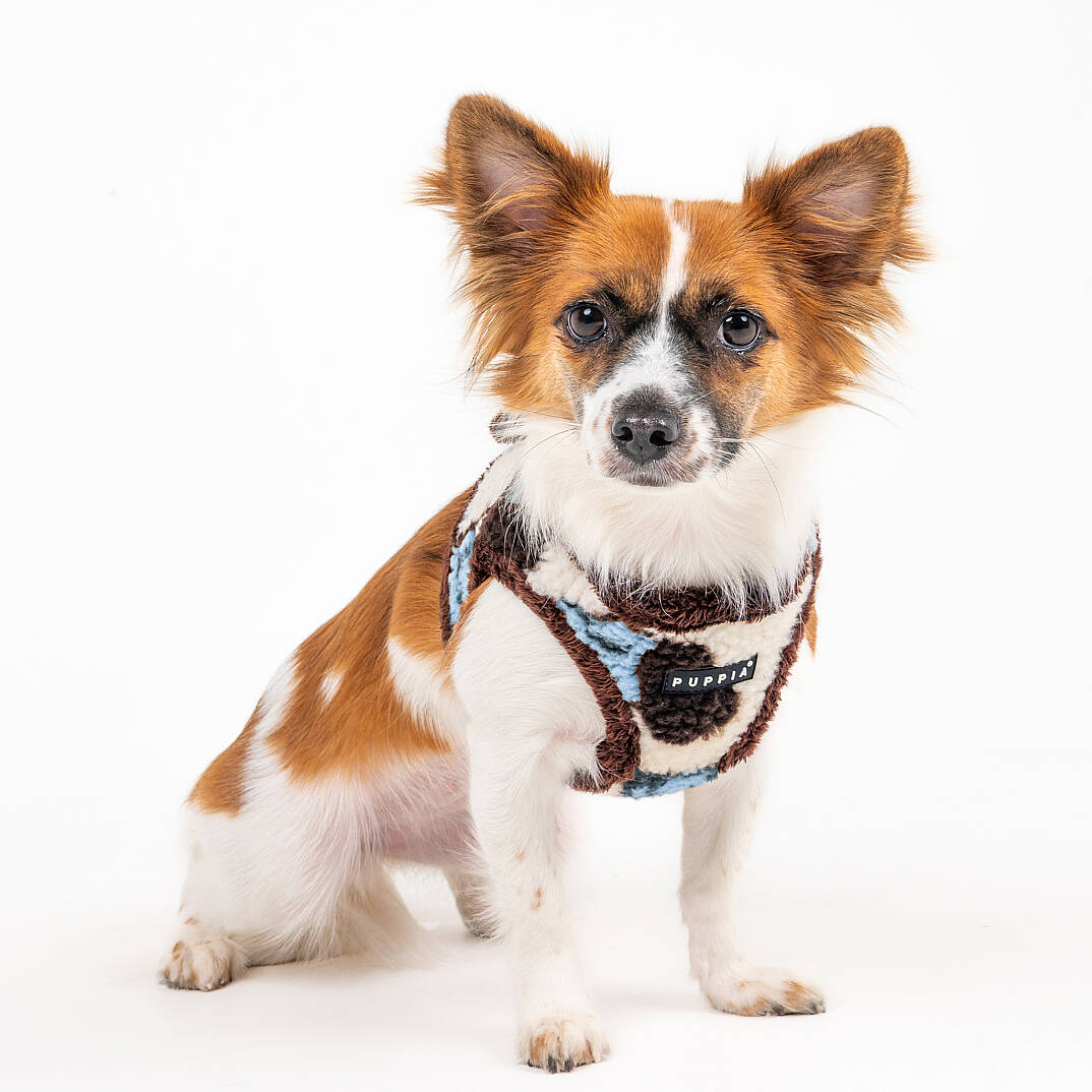 MAX HARNESS B / BLUE - 8