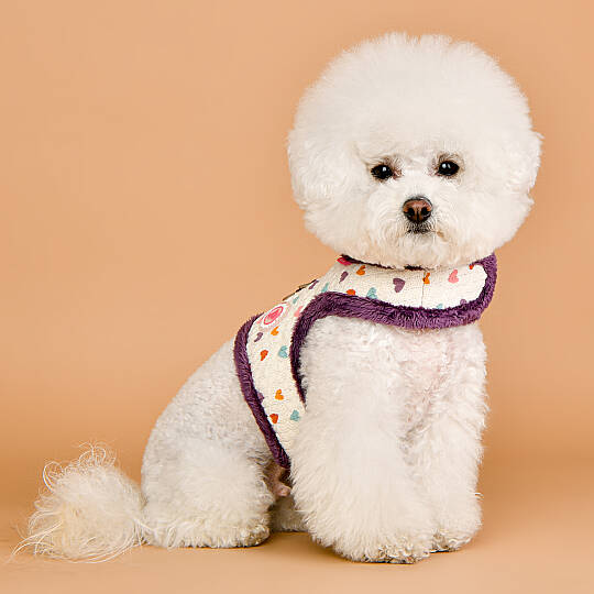 MERRY PINKA HARNESS/PURPLE - 9