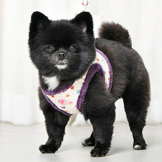 MERRY VEST HARNESS/PURPLE - 7