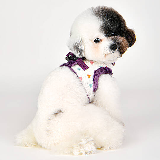 MERRY VEST HARNESS/PURPLE - 9