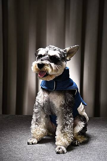 Miji Denim Polarlı Köpek Kıyafeti - 2