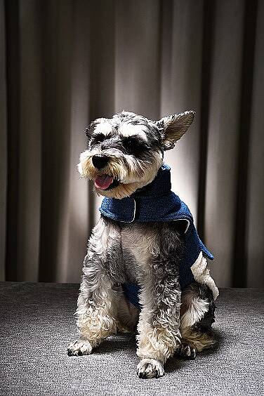 Miji Denim Polarlı Köpek Kıyafeti - 2