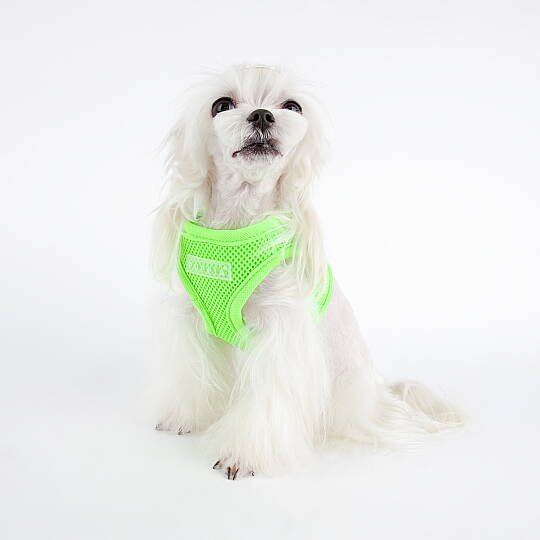 NEON SOFT VEST HARNESS B / GREEN - 5