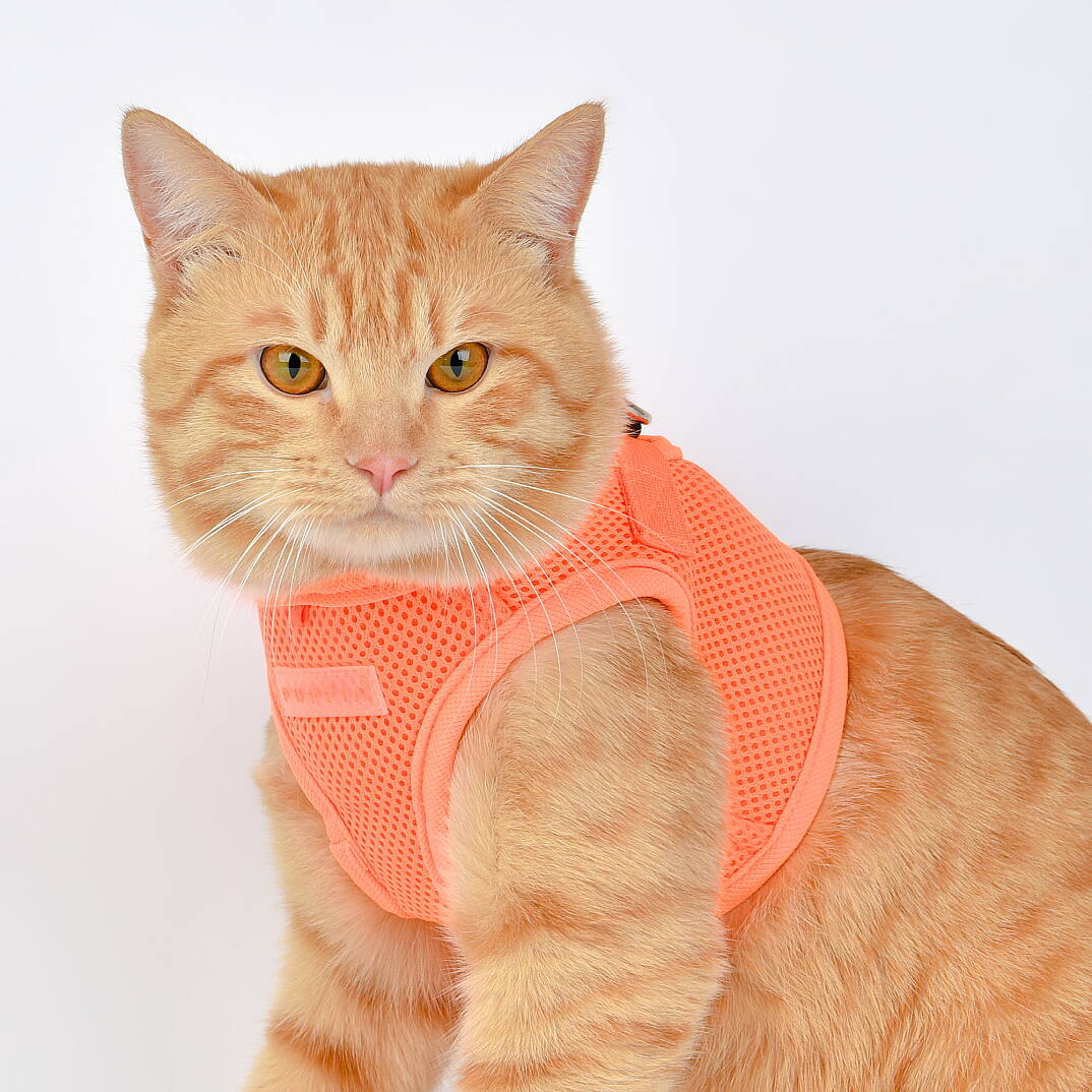 NEON SOFT VEST HARNESS B / ORANGE - 5