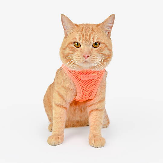 NEON SOFT VEST HARNESS B / ORANGE - 6