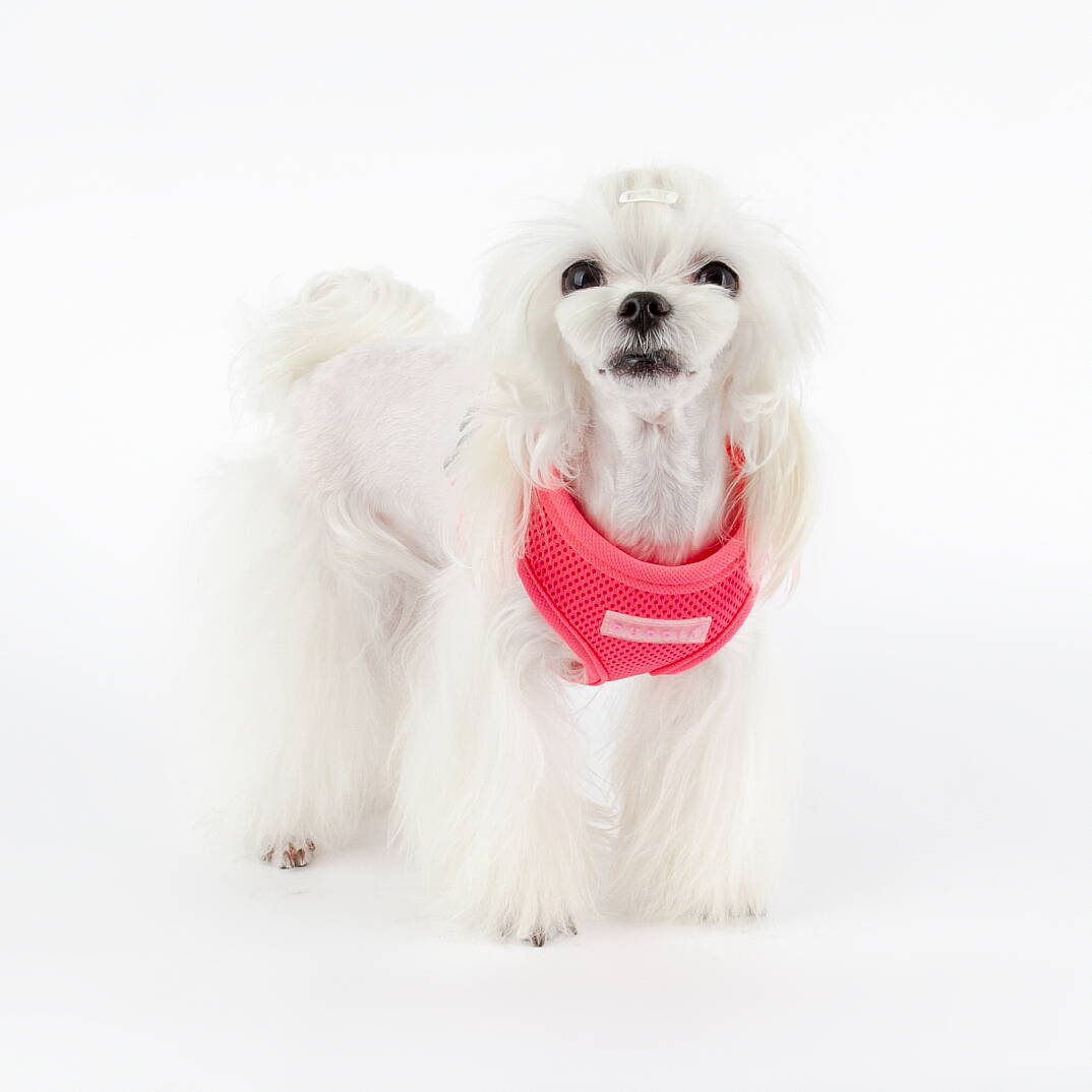 NEON SOFT VEST HARNESS B / PINK - 4