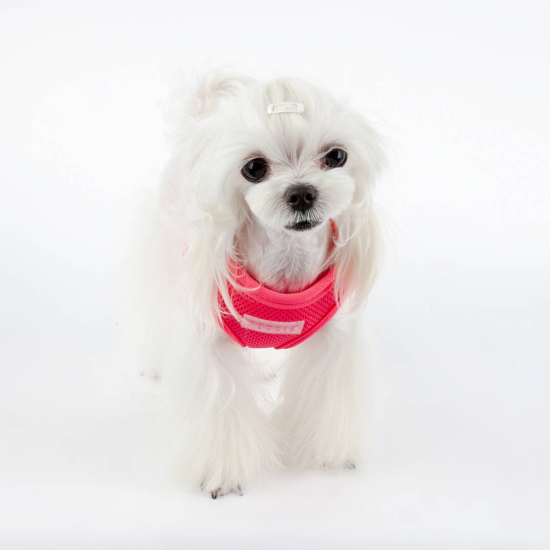 NEON SOFT VEST HARNESS B / PINK - 5