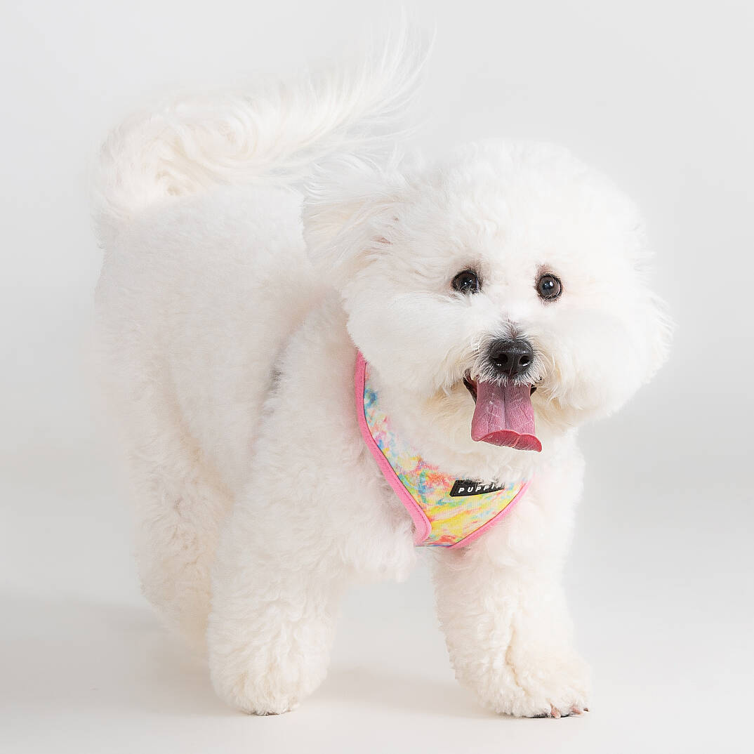 NOLA HARNESS A / PINK - 5