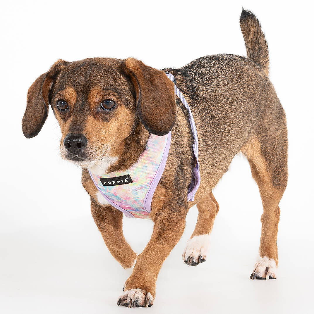 NOLA HARNESS A / VIOLET - 4