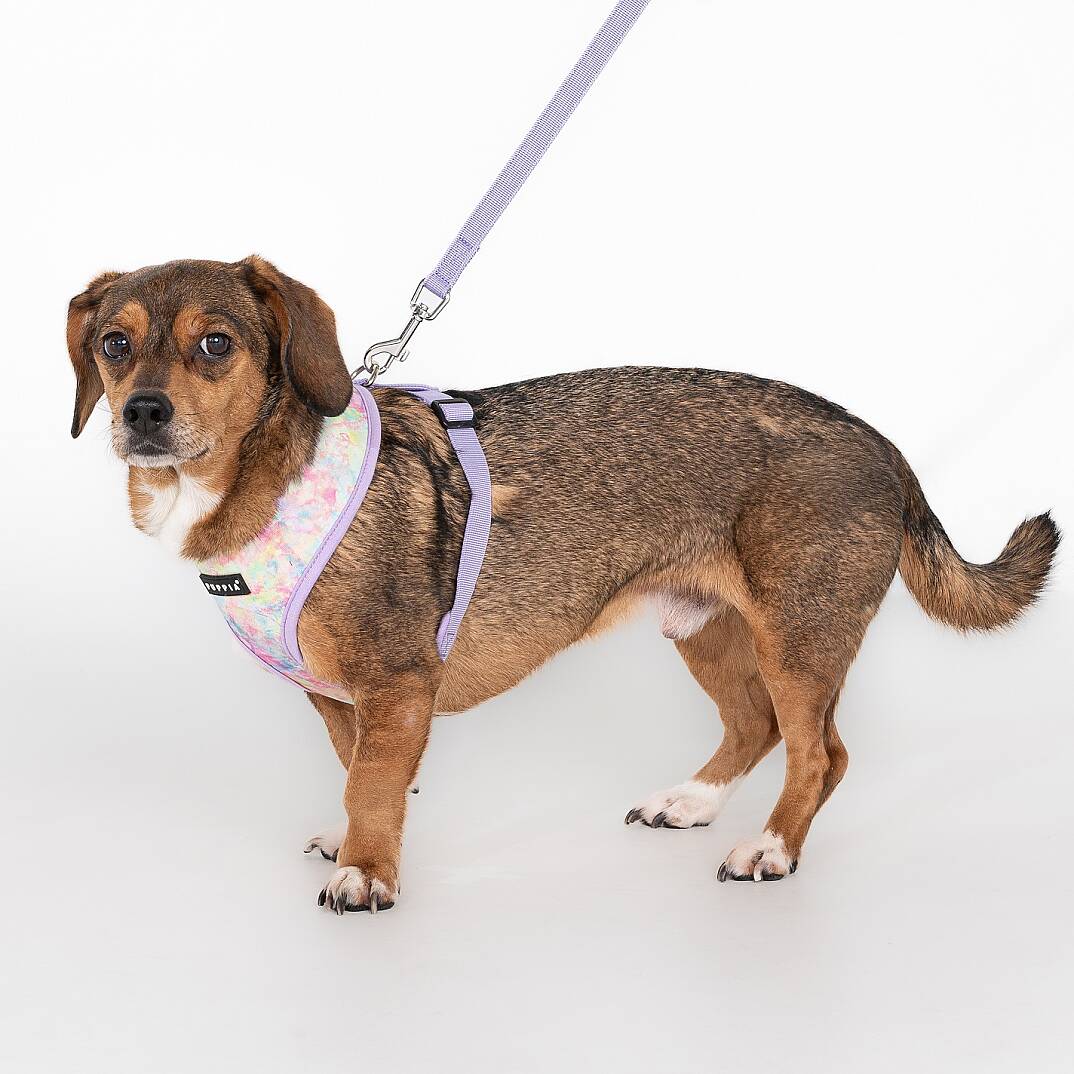 NOLA HARNESS A / VIOLET - 5