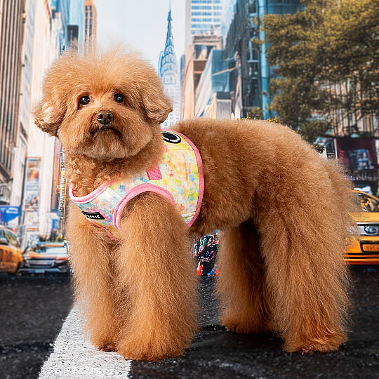 NOLA HARNESS B / PINK - 4
