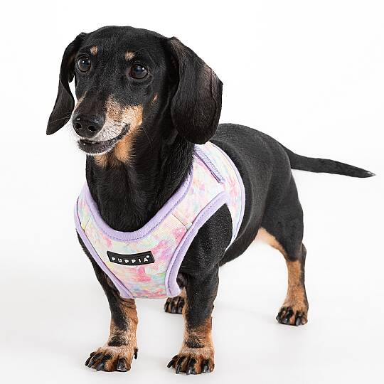 NOLA HARNESS B / VIOLET - 4