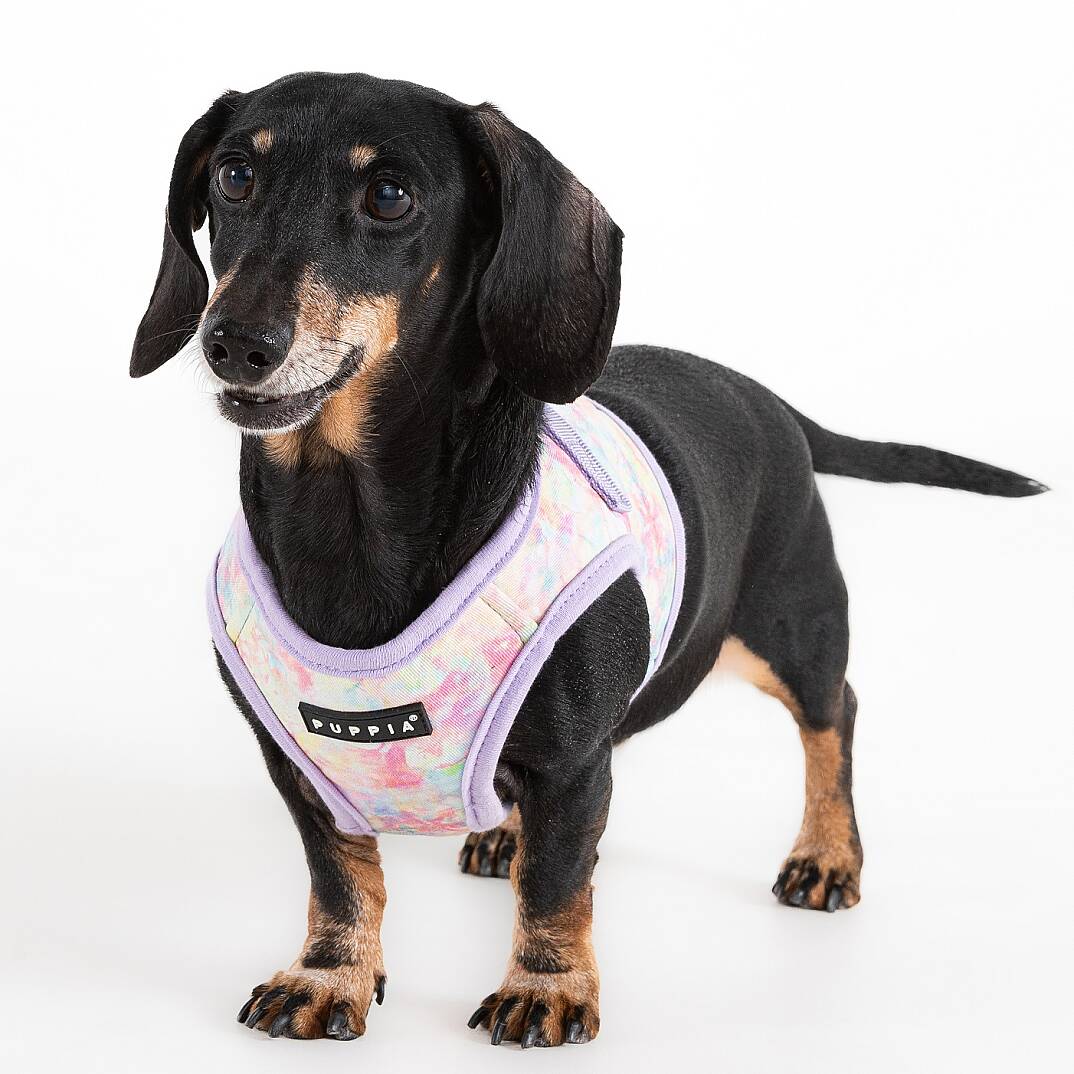 NOLA HARNESS B / VIOLET - 4