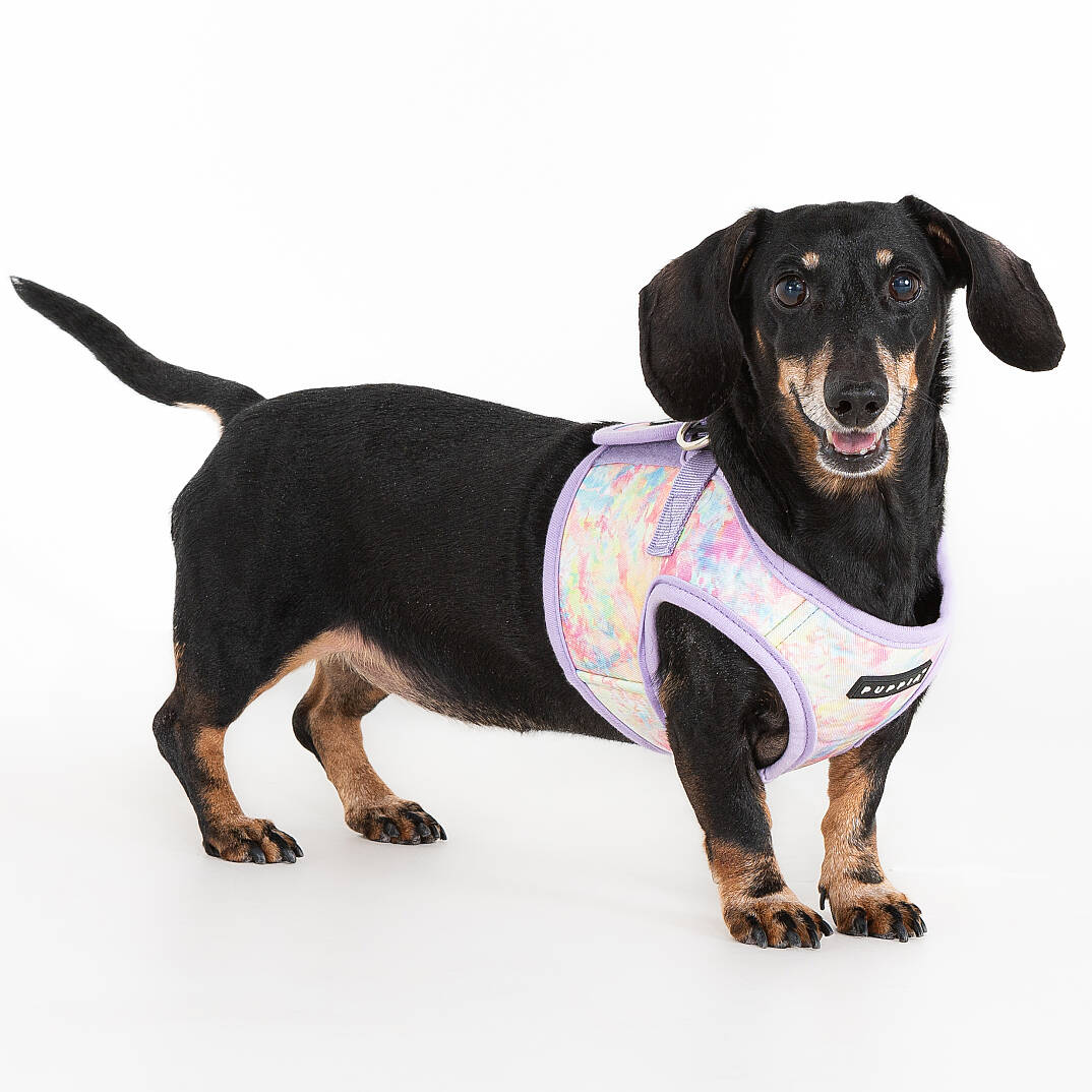 NOLA HARNESS B / VIOLET - 5