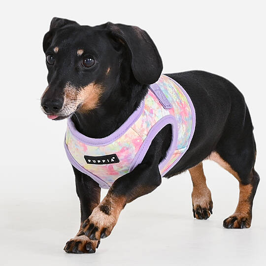 NOLA HARNESS B / VIOLET - 6