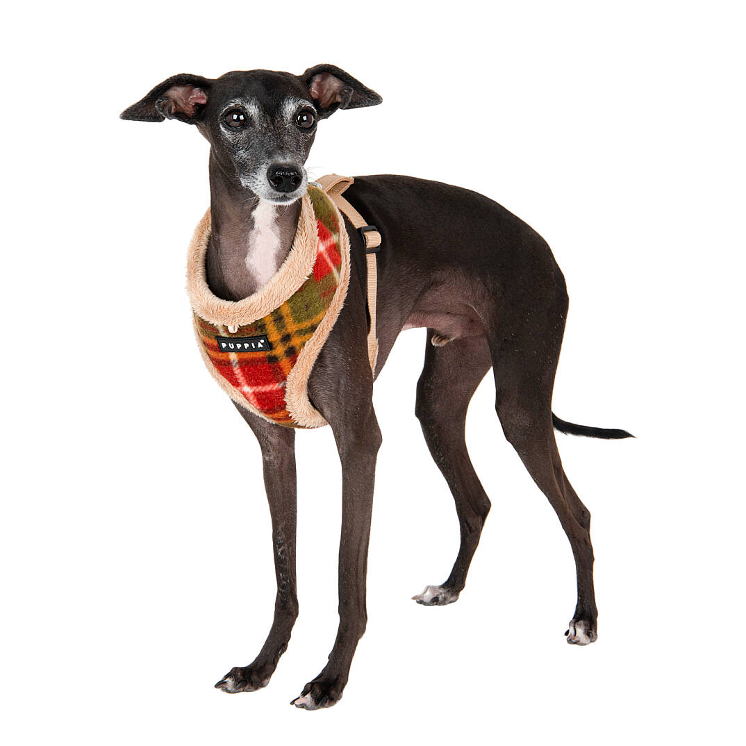 NORMAN HARNESS A/BEIGE/PAWD-HA1985-BE - 7