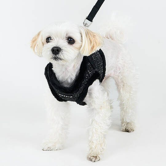OSCAR HARNESS B PAZD-HB2269-BK - 6