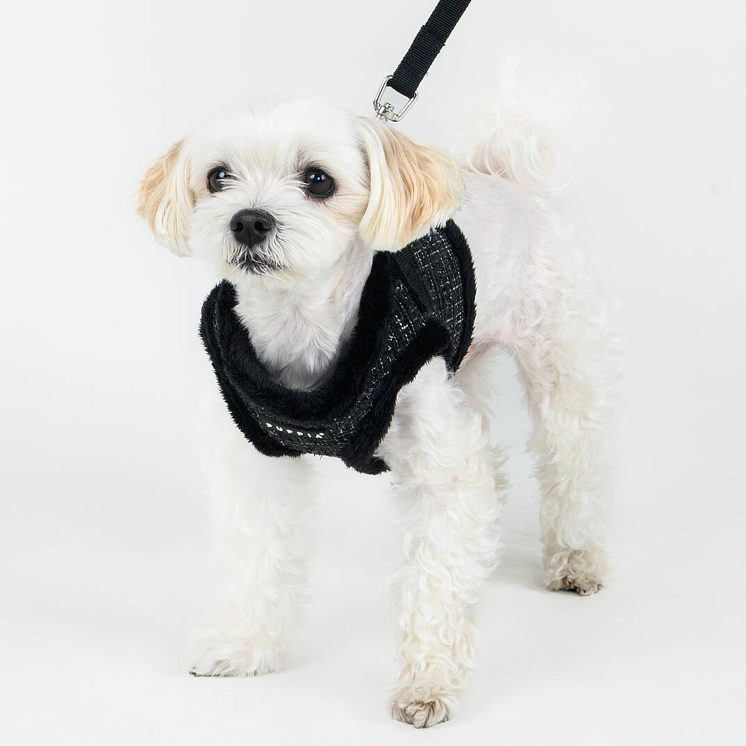 OSCAR HARNESS B PAZD-HB2269-BK - 6
