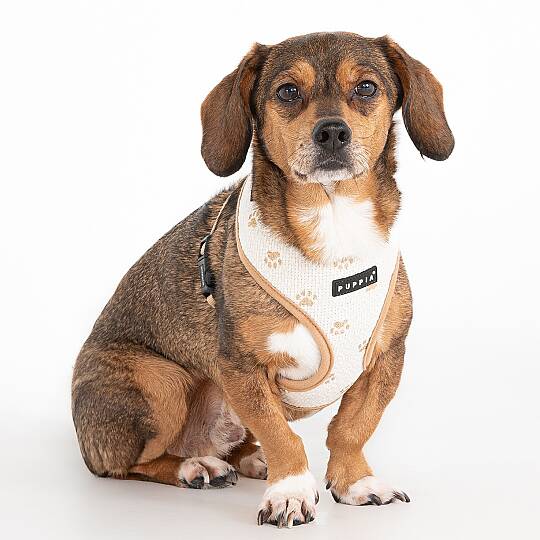 PAWPRINT HARNESS A / BEIGE - 4