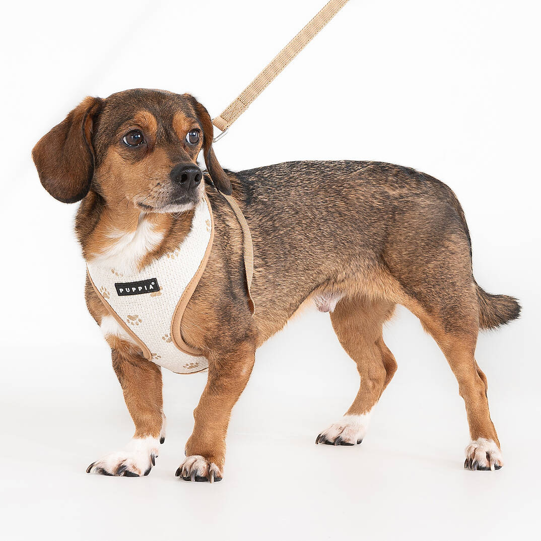 PAWPRINT HARNESS A / BEIGE - 5