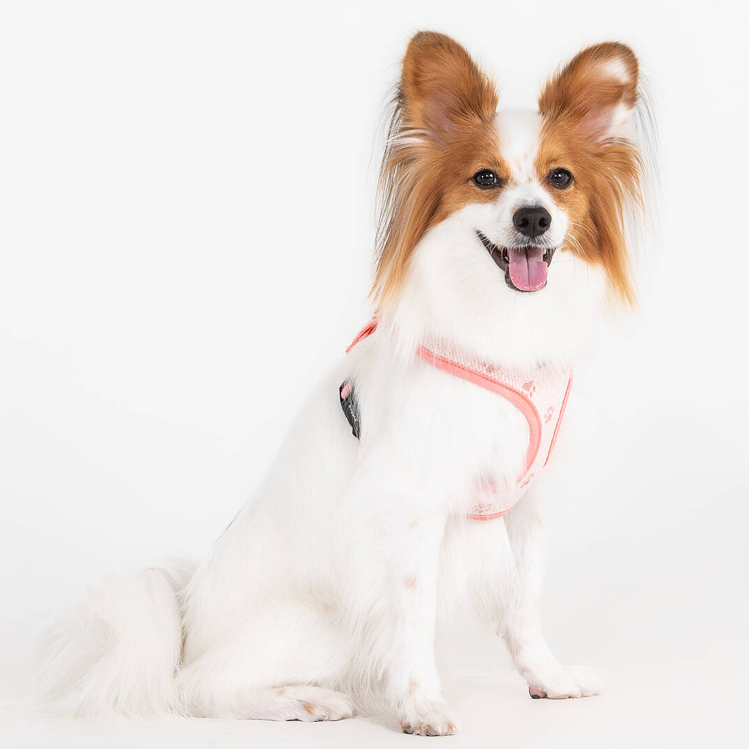 PAWPRINT HARNESS A / INDIAN PINK - 3