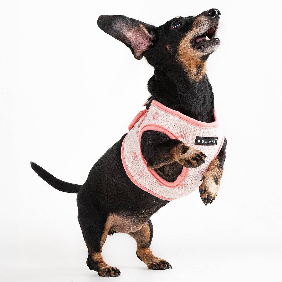 PAWPRINT HARNESS B / INDIAN PINK - 4