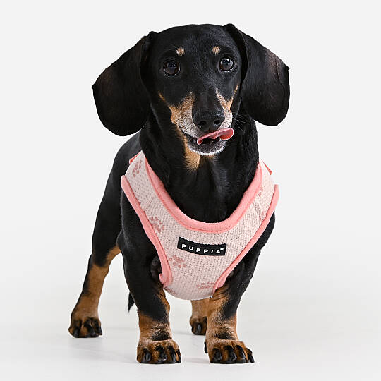 PAWPRINT HARNESS B / INDIAN PINK - 5