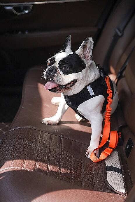 PET LUXE 3'LÜ SEYAHAT KİTİ - 4