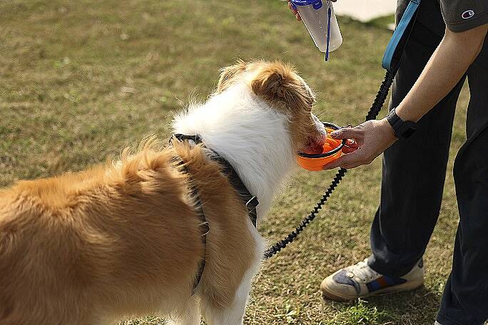 PET LUXE 3'LÜ SEYAHAT KİTİ - 5
