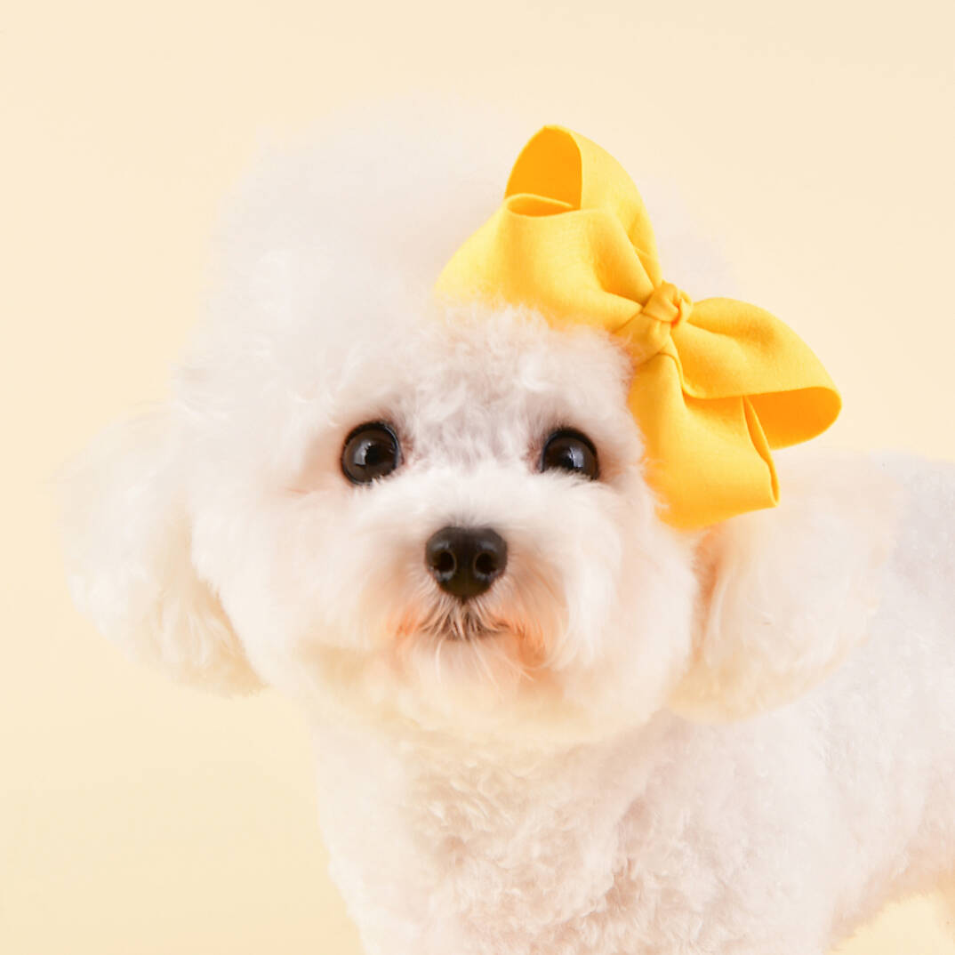 Princess Ribon/YELLOW - 1