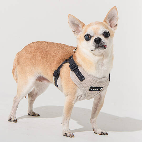 PUPPIA IRVIN HARNESS CREAM PAYD-HC2138-CM - 5