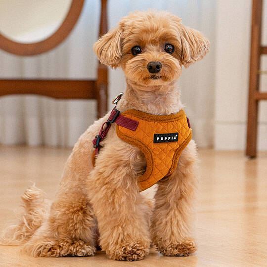 PUPPIA IRVIN HARNESS MUSTARD PAYD-HC2138-MS - 4