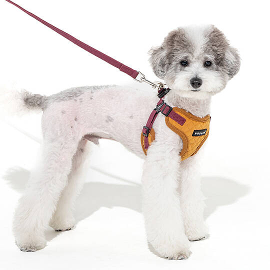 PUPPIA IRVIN HARNESS MUSTARD PAYD-HC2138-MS - 5