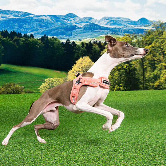 PUPPIA KEALOHA HARNESS PINK PAZA-HX2183-PK - 5