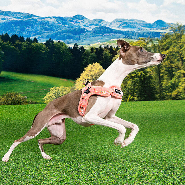 PUPPIA KEALOHA HARNESS PINK PAZA-HX2183-PK - 5