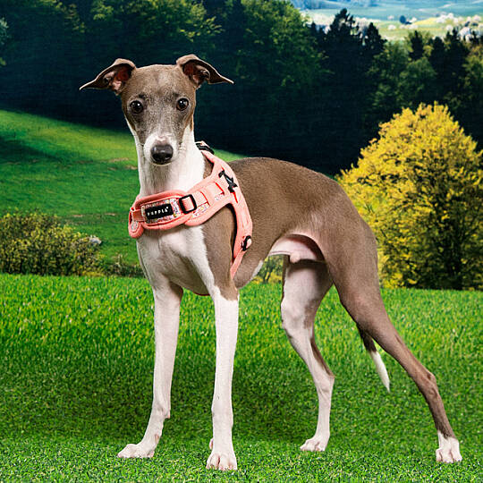 PUPPIA KEALOHA HARNESS PINK PAZA-HX2183-PK - 6