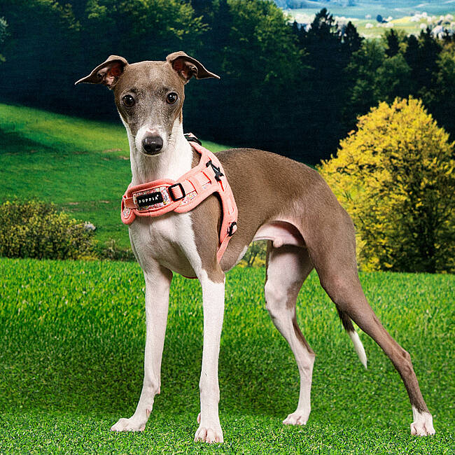 PUPPIA KEALOHA HARNESS PINK PAZA-HX2183-PK - 6